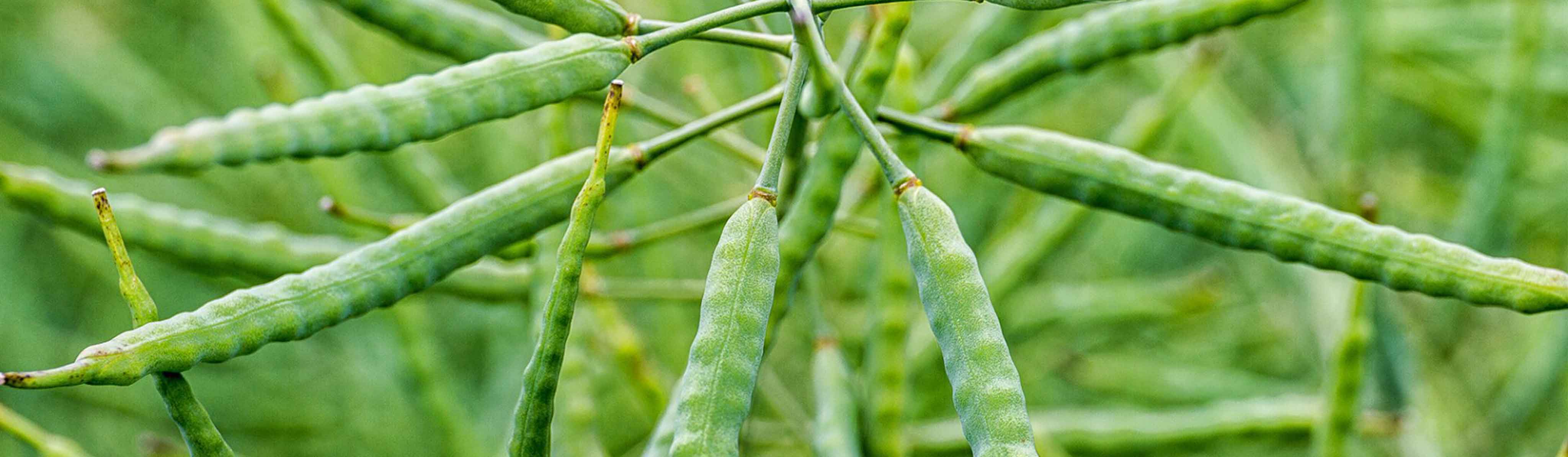 Myadama Wissensportal Knowhow To Grow